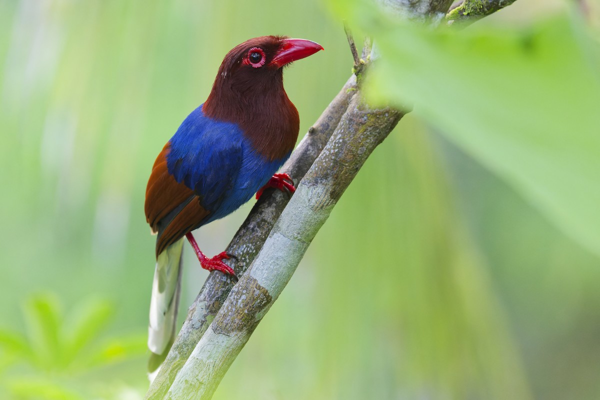 Sri Lanka Blue-Magpie - ML615883371