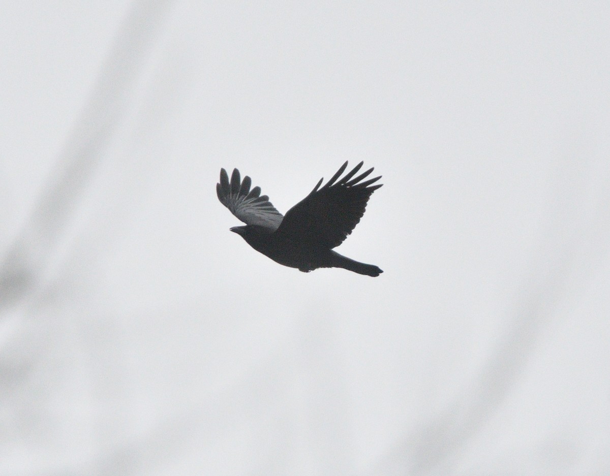 American Crow - ML615883433