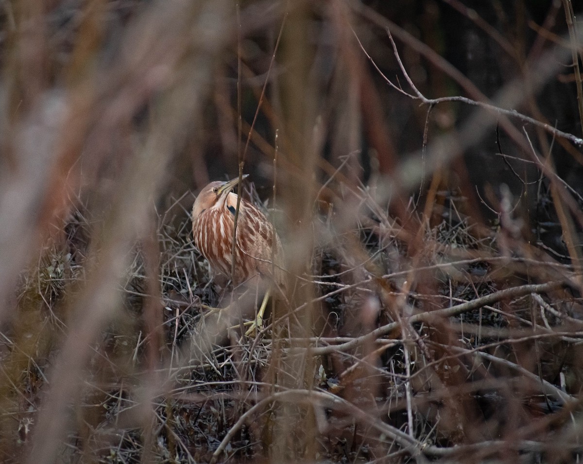 American Bittern - Valita Volkman