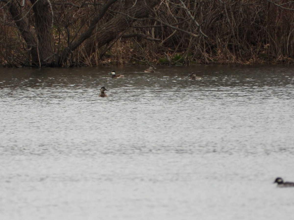 Ruddy Duck - Jeff Fengler