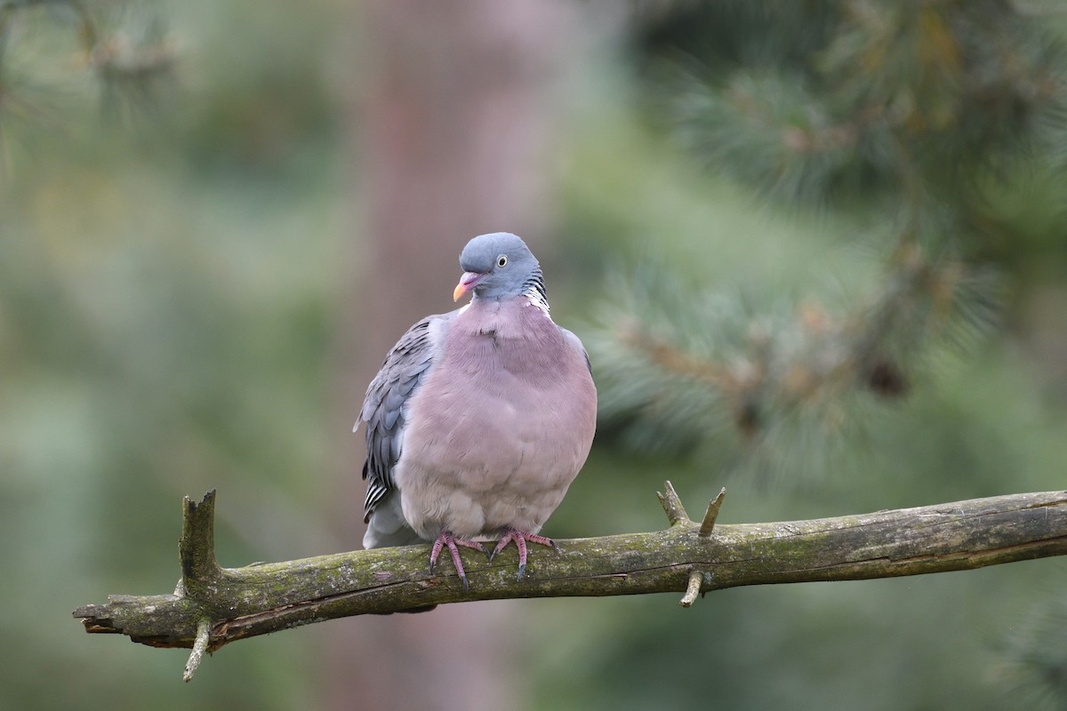 Common Wood-Pigeon - ML615883534