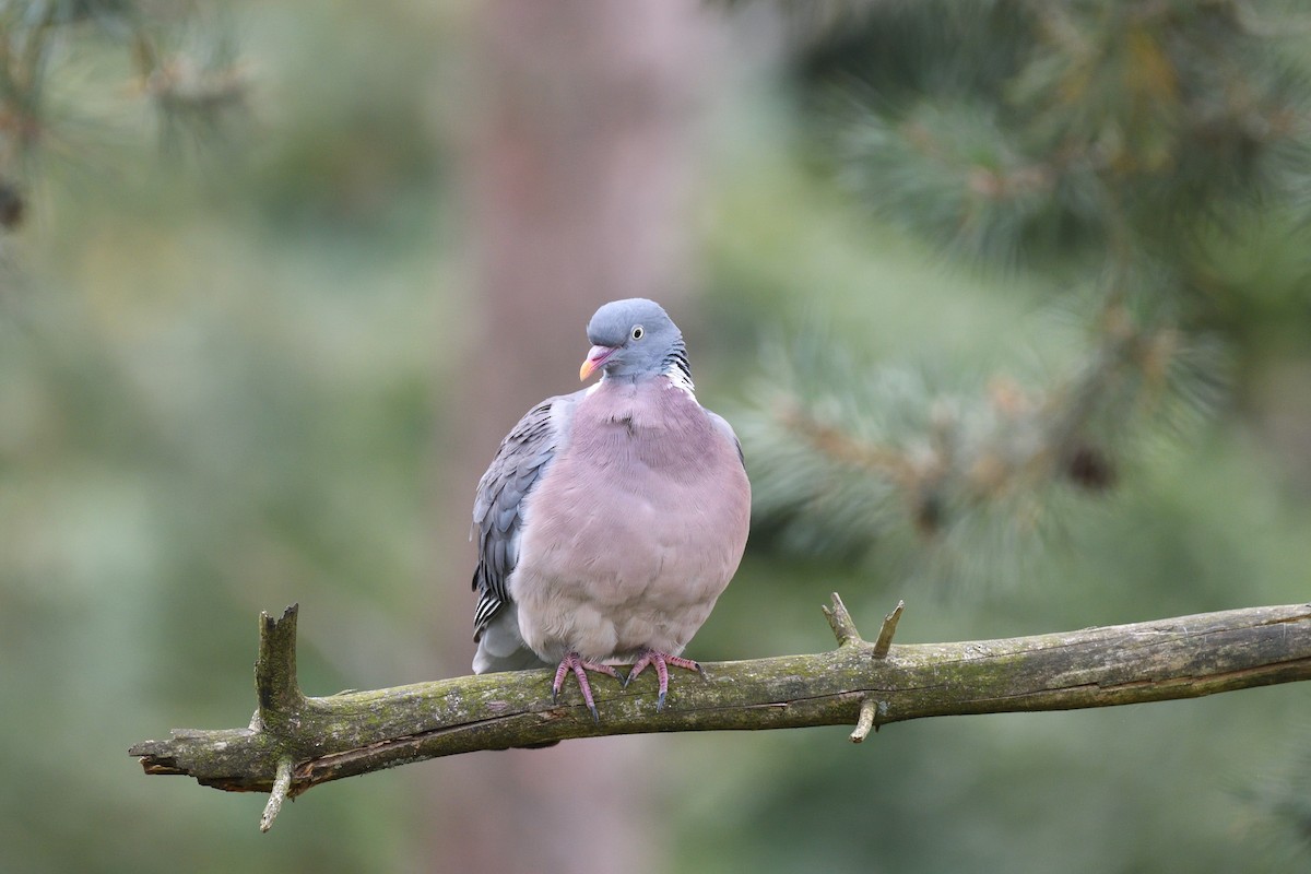 Common Wood-Pigeon - ML615883536
