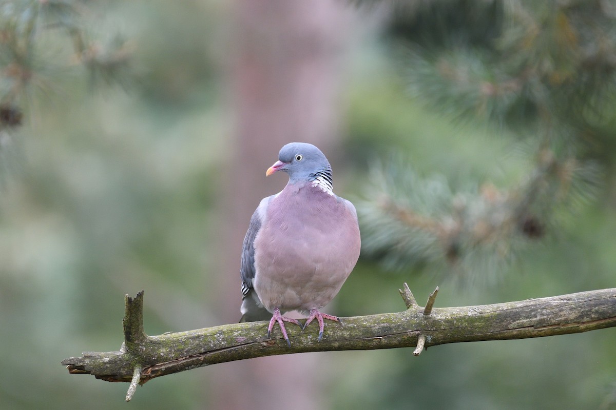 Common Wood-Pigeon - ML615883537