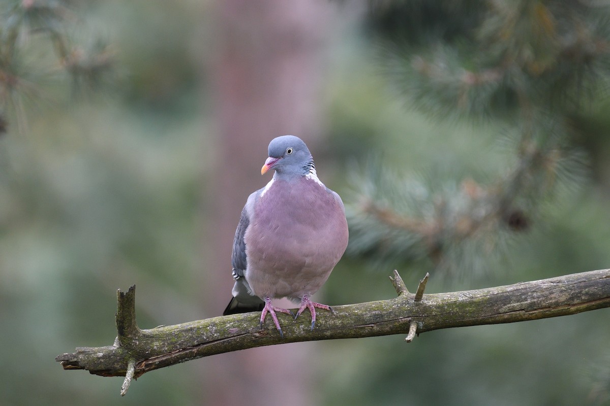 Common Wood-Pigeon - ML615883540