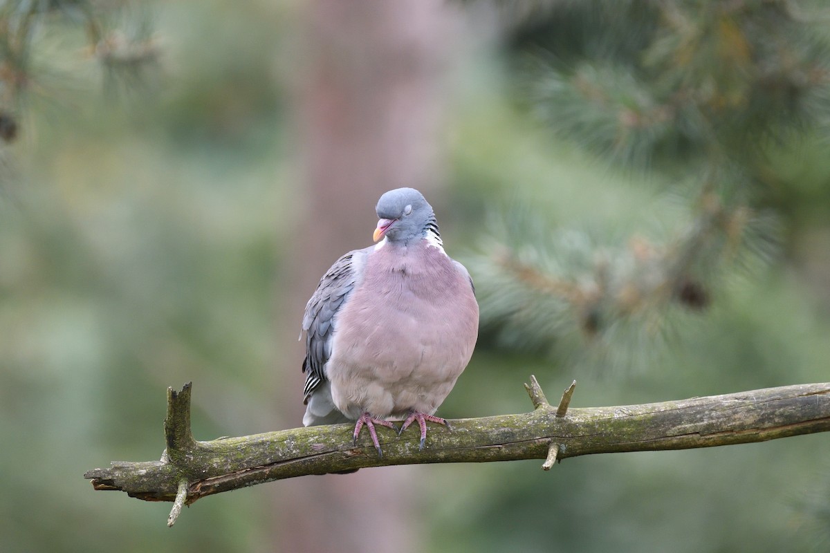 Common Wood-Pigeon - ML615883541