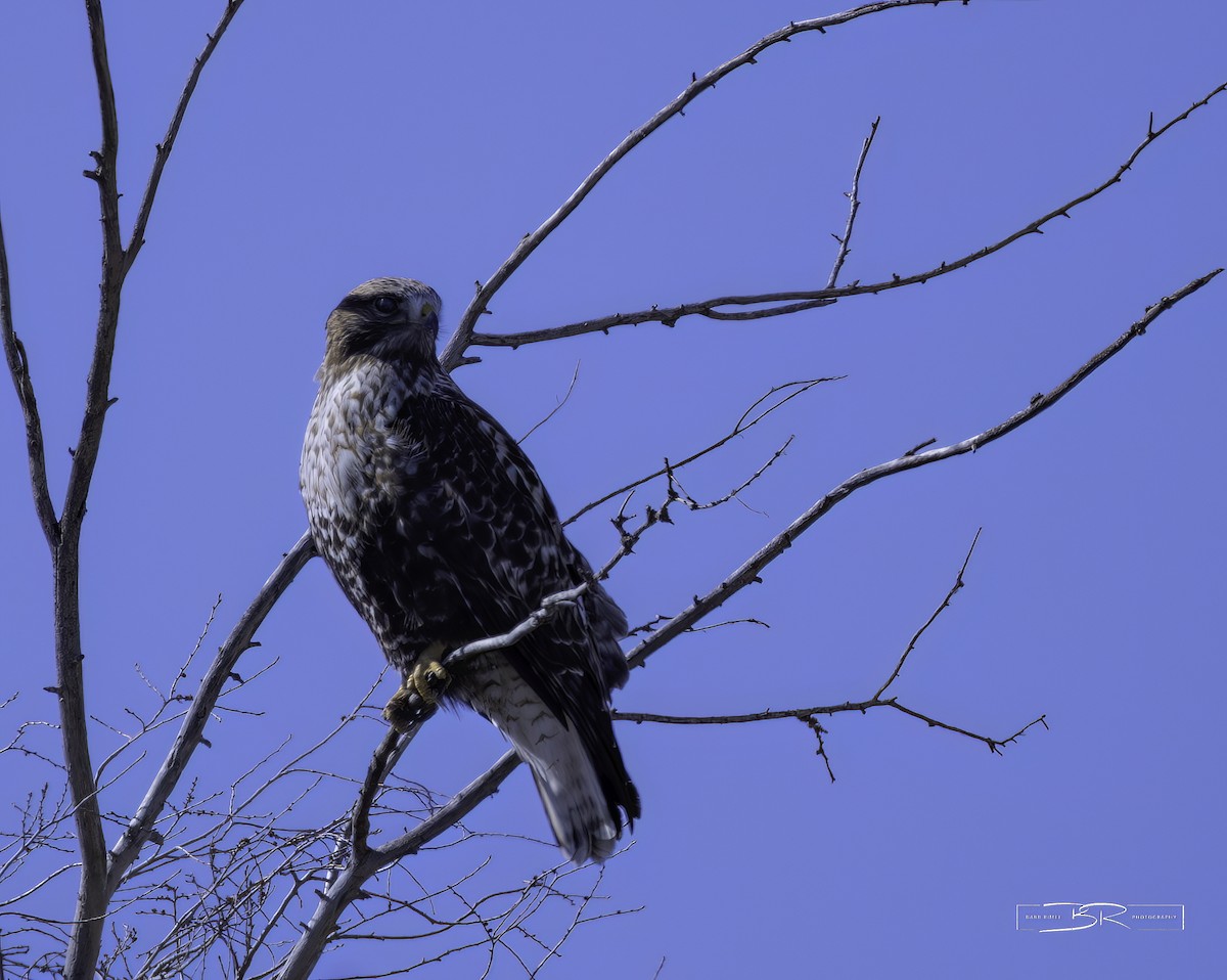 Red-tailed x Rough-legged Hawk (hybrid) - ML615883544