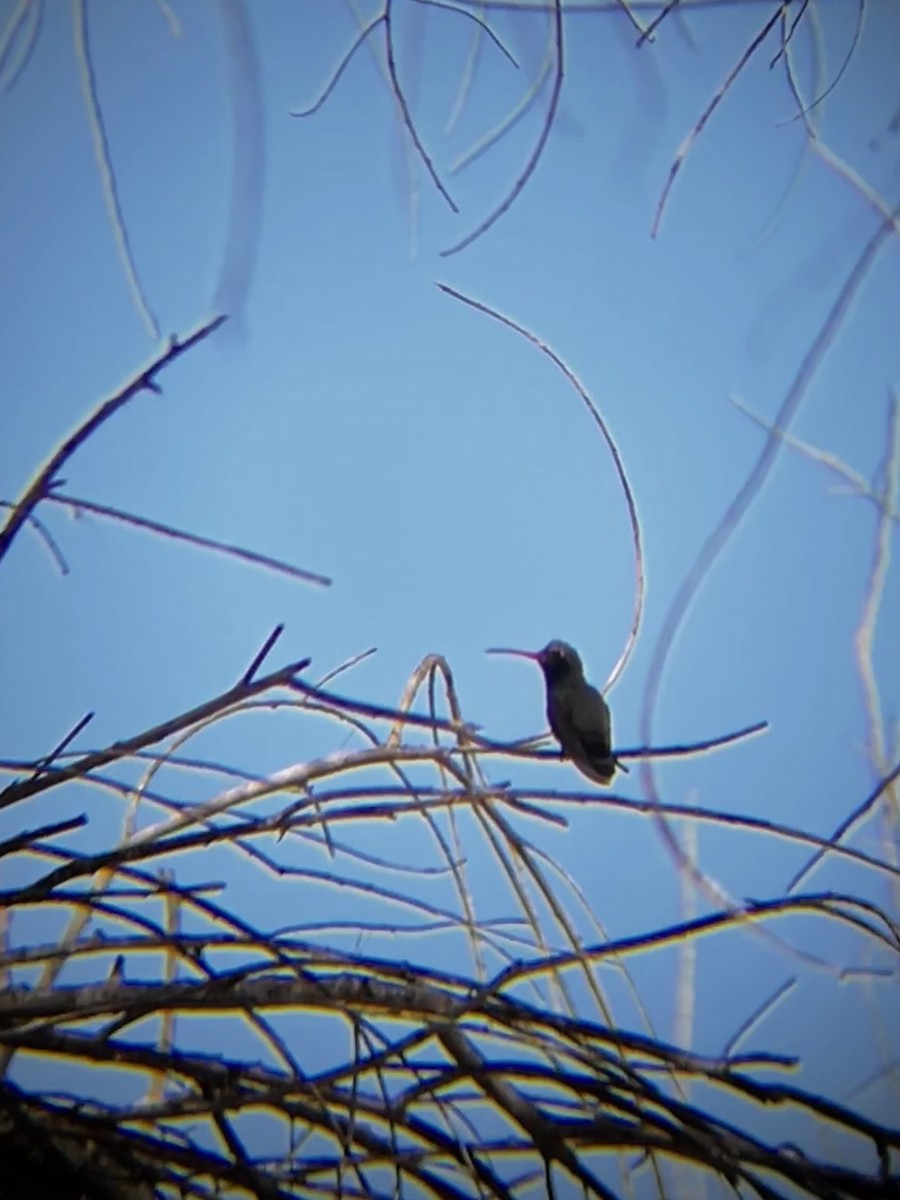 Broad-billed Hummingbird - ML615883585