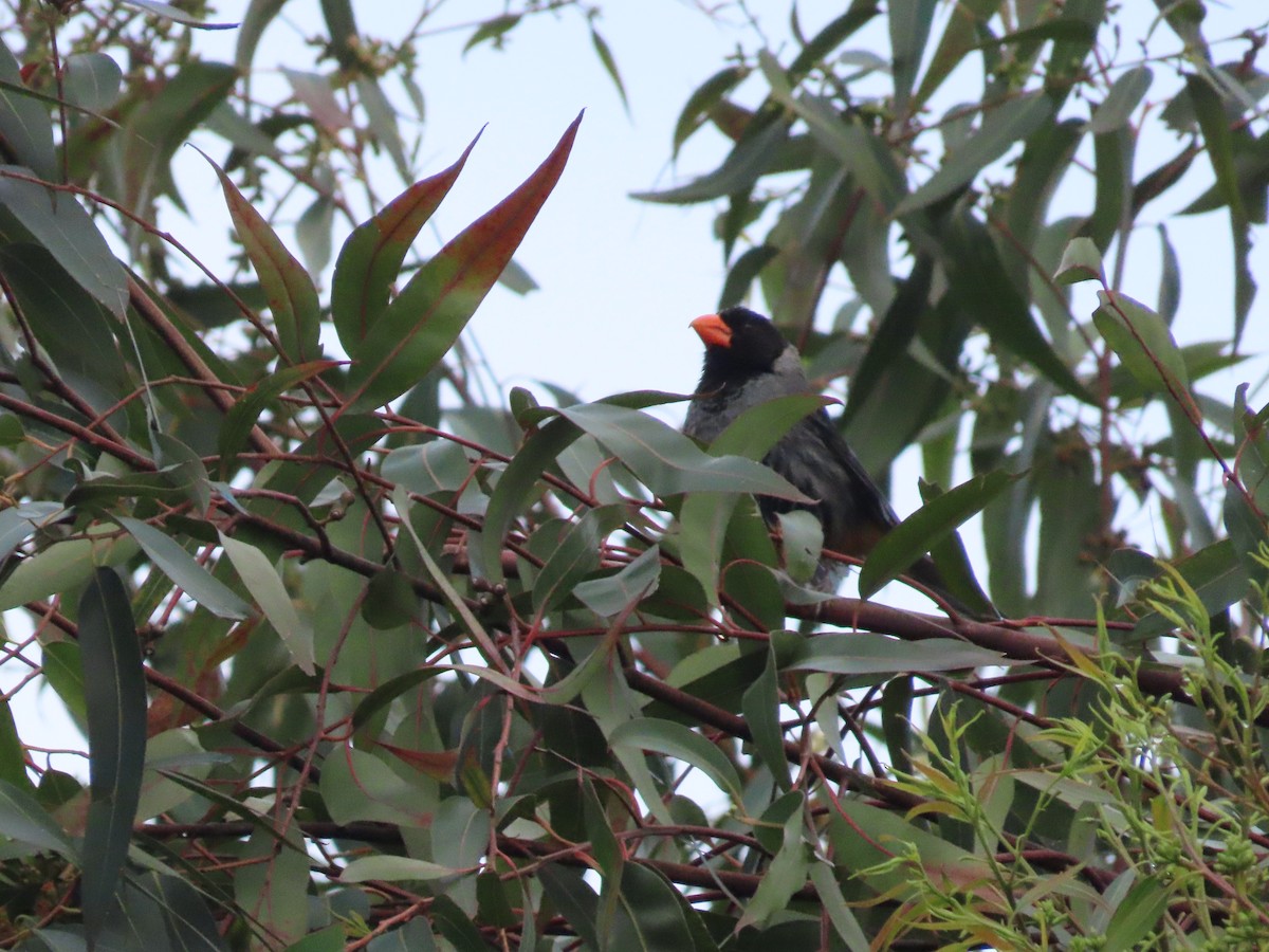 Black-cowled Saltator - ML615883588