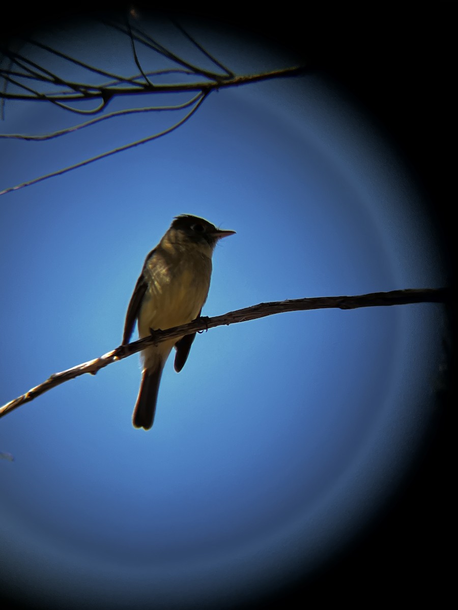 Western Flycatcher - ML615883597