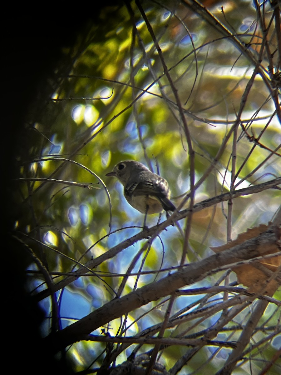 Hutton's Vireo - ML615883603