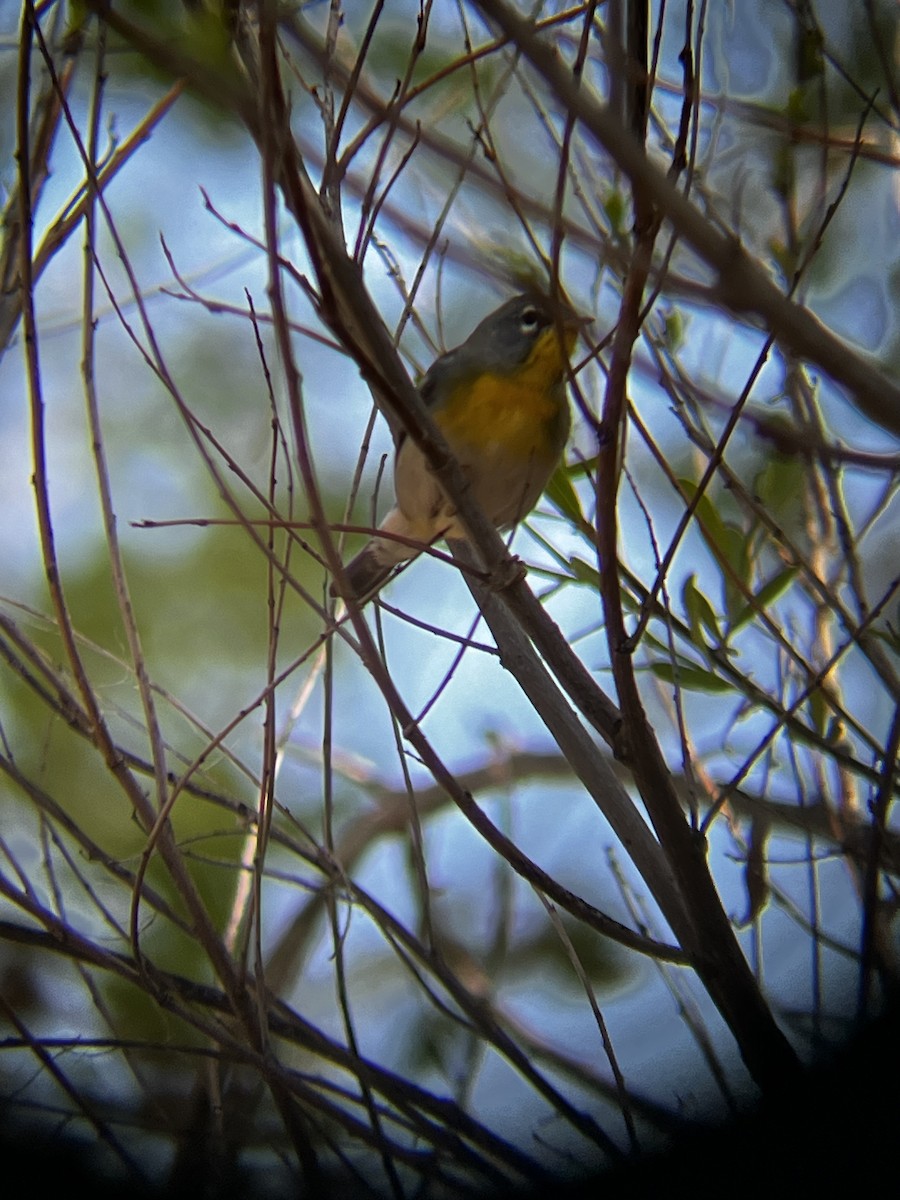 Northern Parula - ML615883639