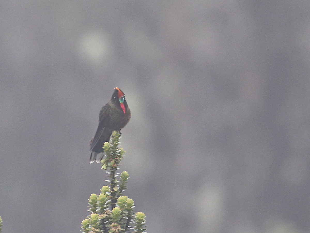 Rainbow-bearded Thornbill - ML615883644