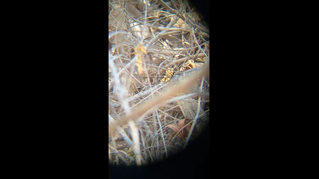 Winter Wren - ML615883663