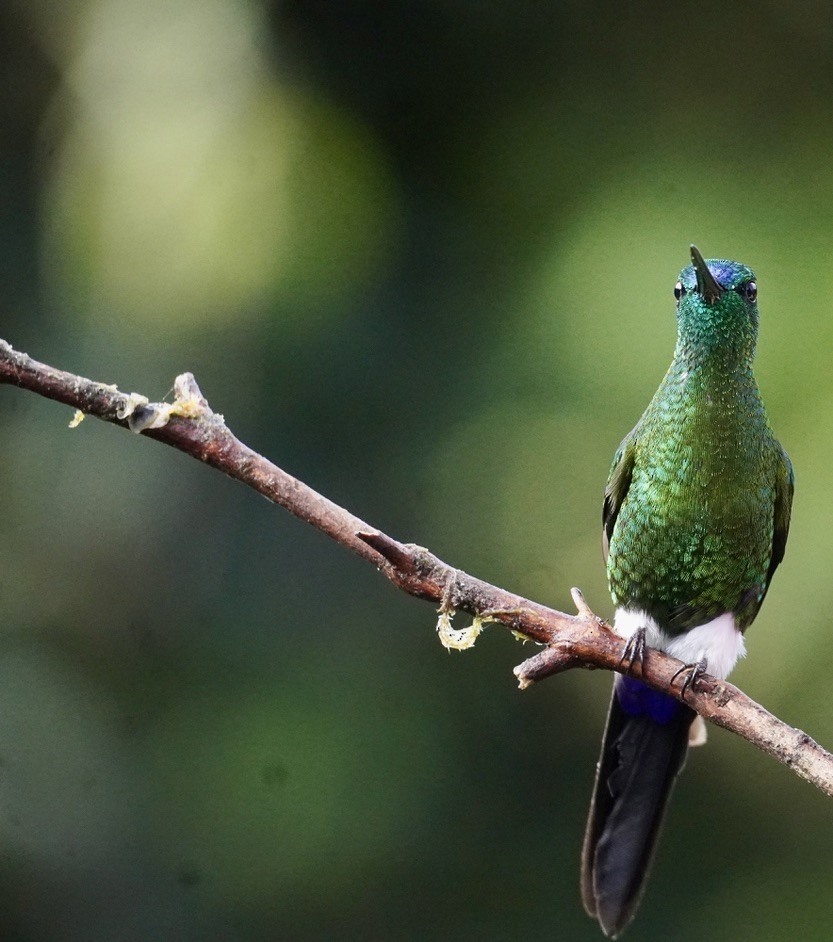 Sapphire-vented Puffleg (Sapphire-vented) - Terry Bohling