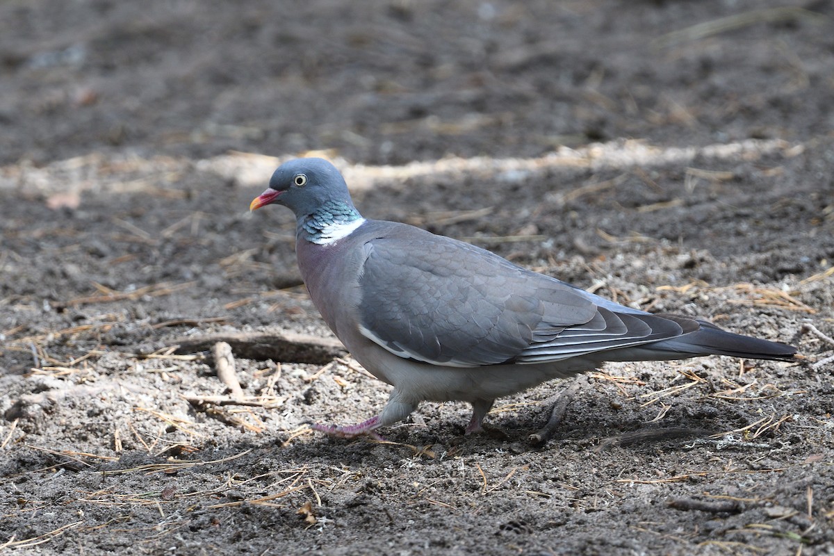 Common Wood-Pigeon - ML615883674