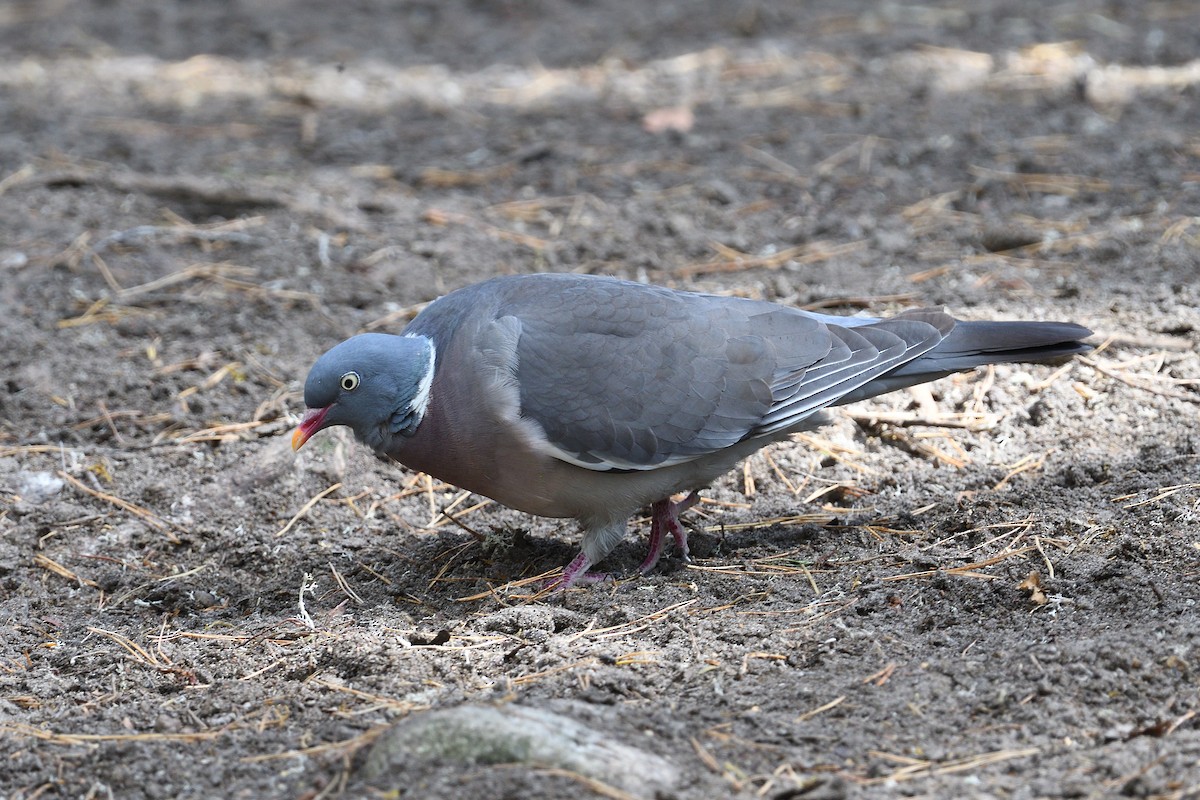 Common Wood-Pigeon - ML615883675