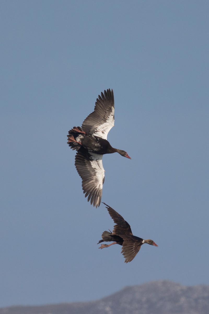 Spur-winged Goose (Southern) - ML615883710