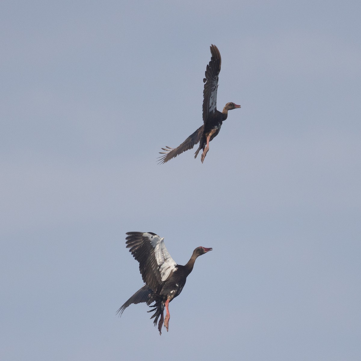 Spur-winged Goose (Southern) - ML615883711