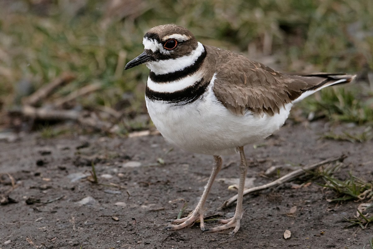 Killdeer - ML615883735