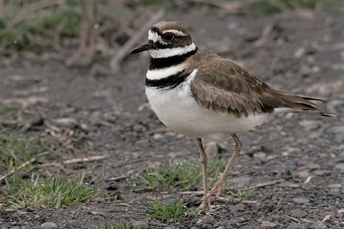 Killdeer - ML615883736