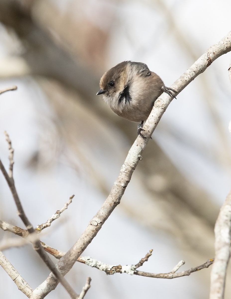 Bushtit - ML615883754