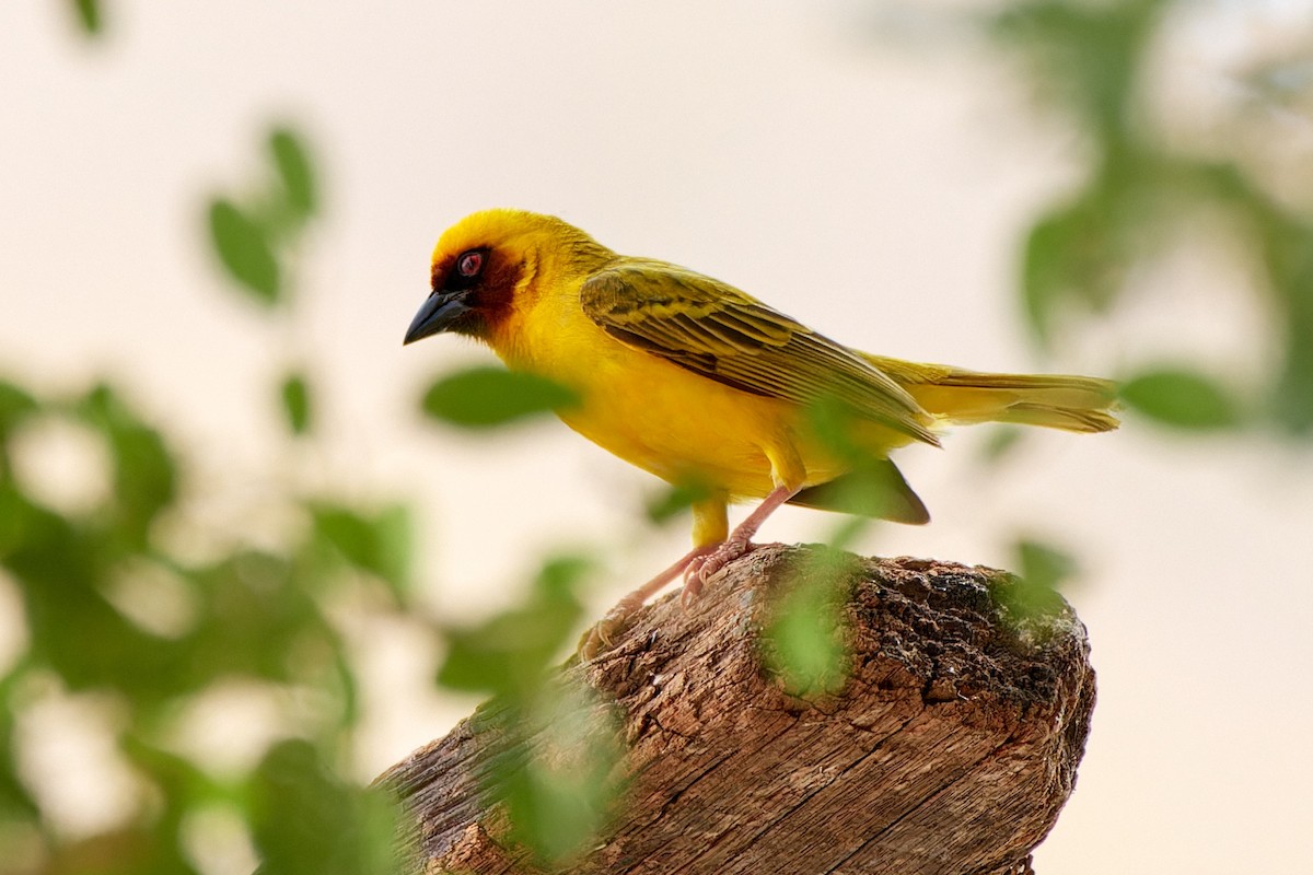 Rüppell's Weaver - ML615883794