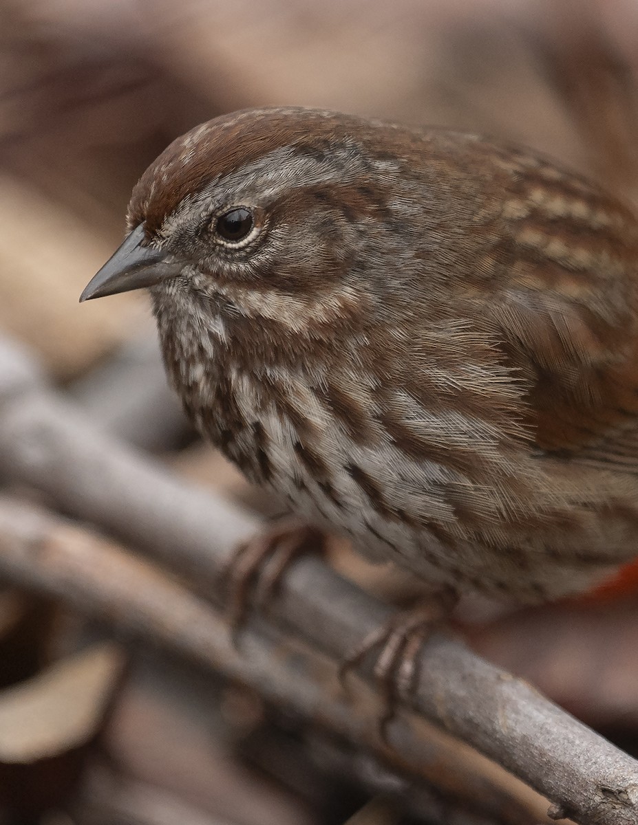 Song Sparrow - ML615883810