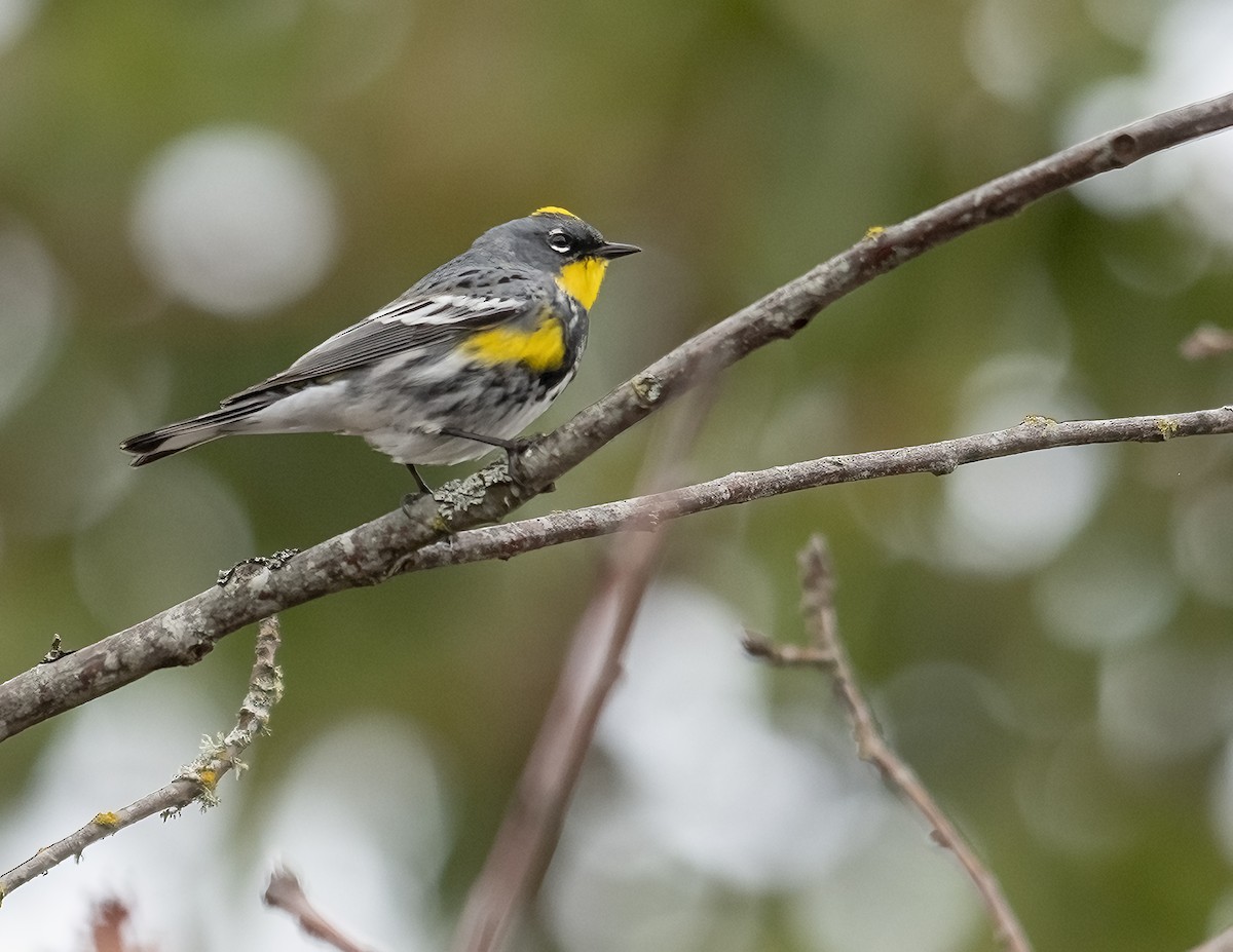 Yellow-rumped Warbler - ML615883824