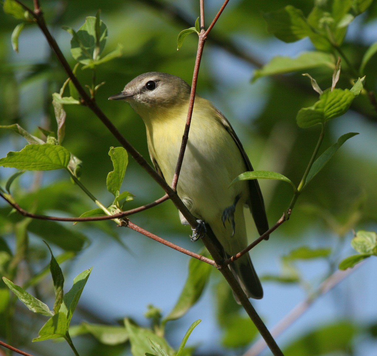 Philadelphia Vireo - Lyann Comrack