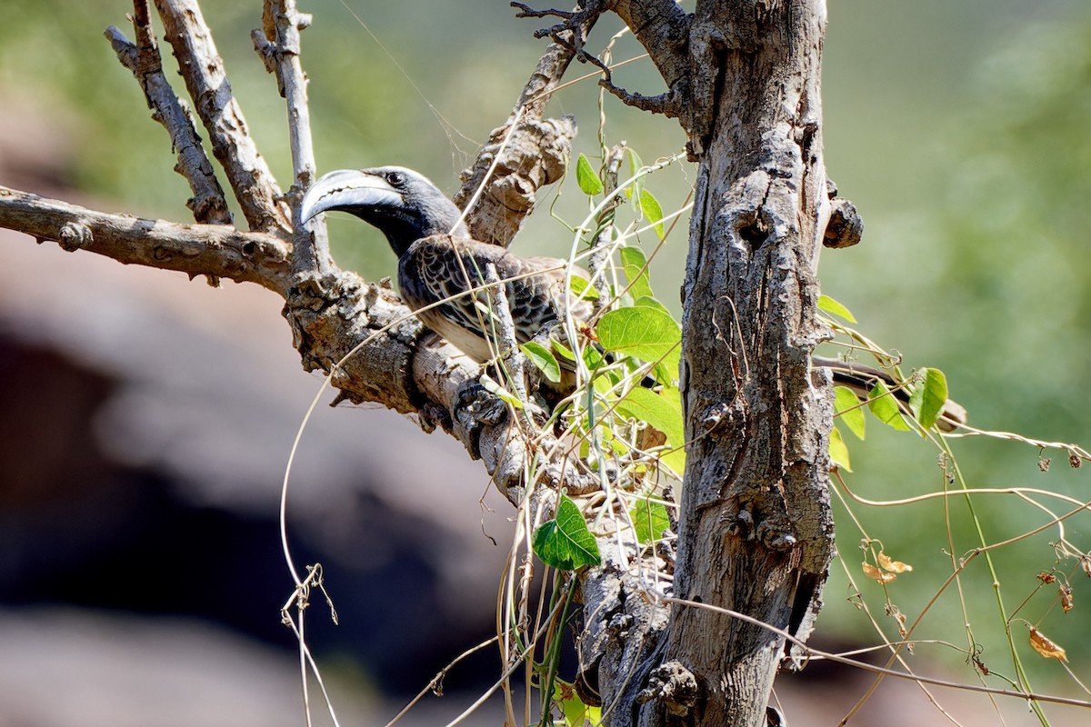 African Gray Hornbill - ML615883833