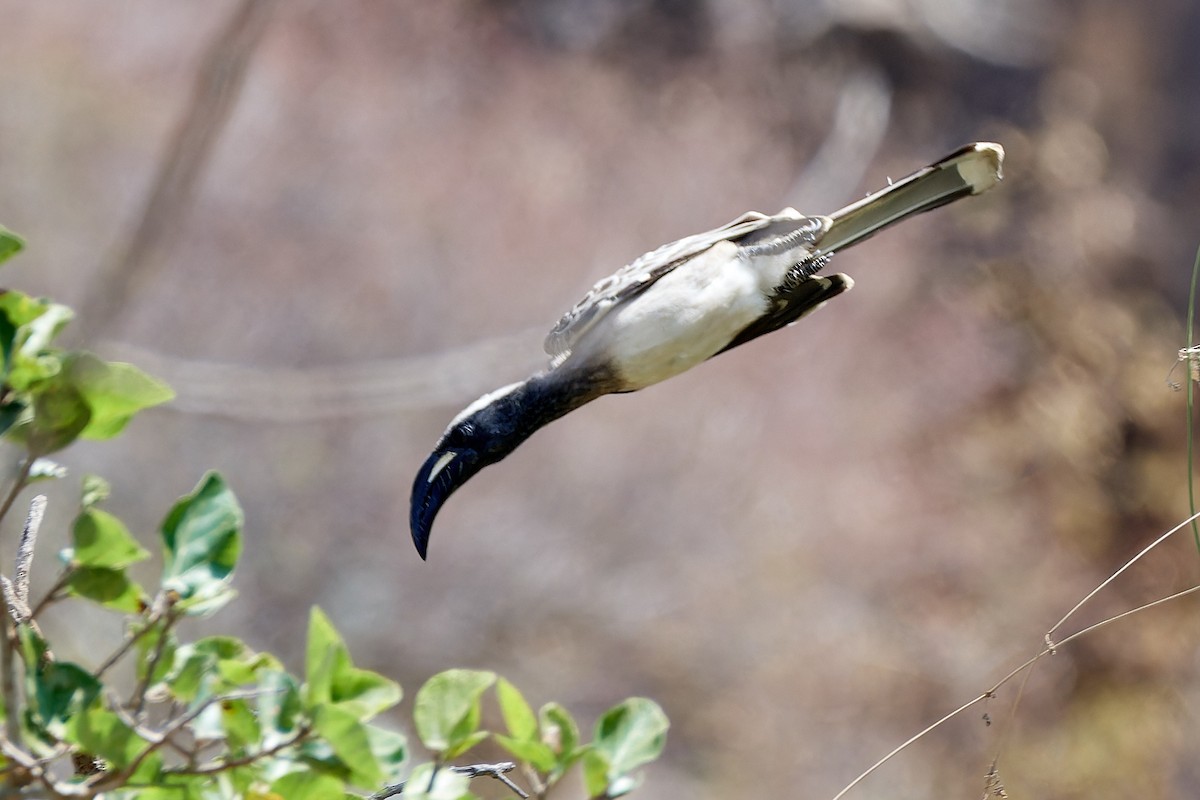 African Gray Hornbill - Tomáš Grim