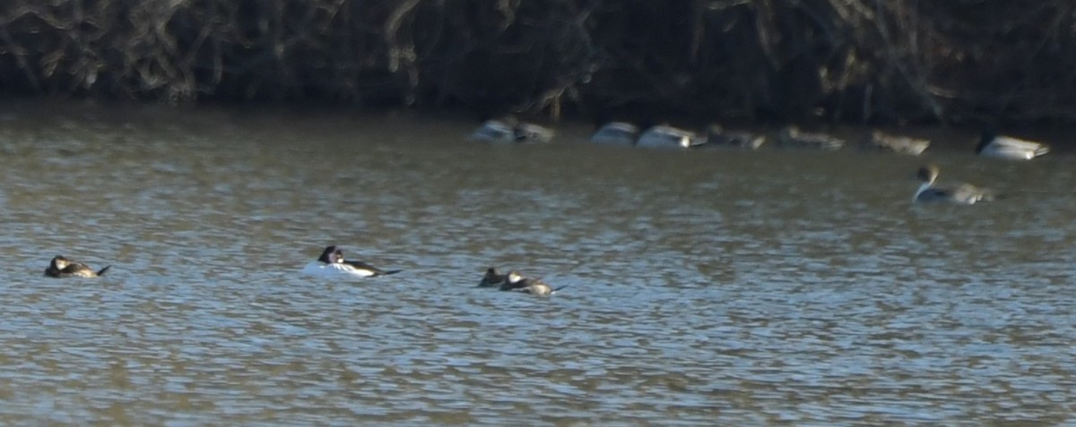 Common Goldeneye - ML615883844