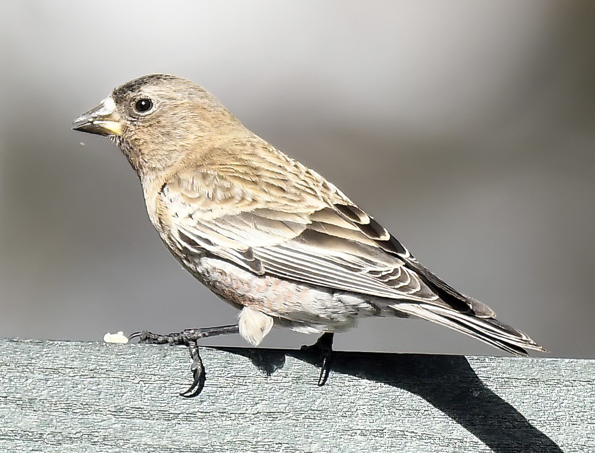 Brown-capped Rosy-Finch - ML615883919