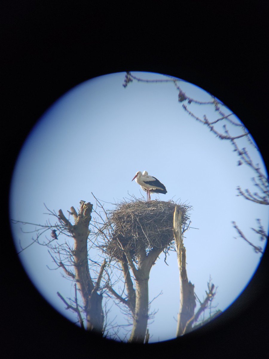 White Stork - ML615883924