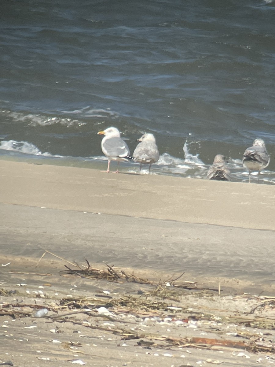 Iceland Gull (kumlieni) - ML615883929