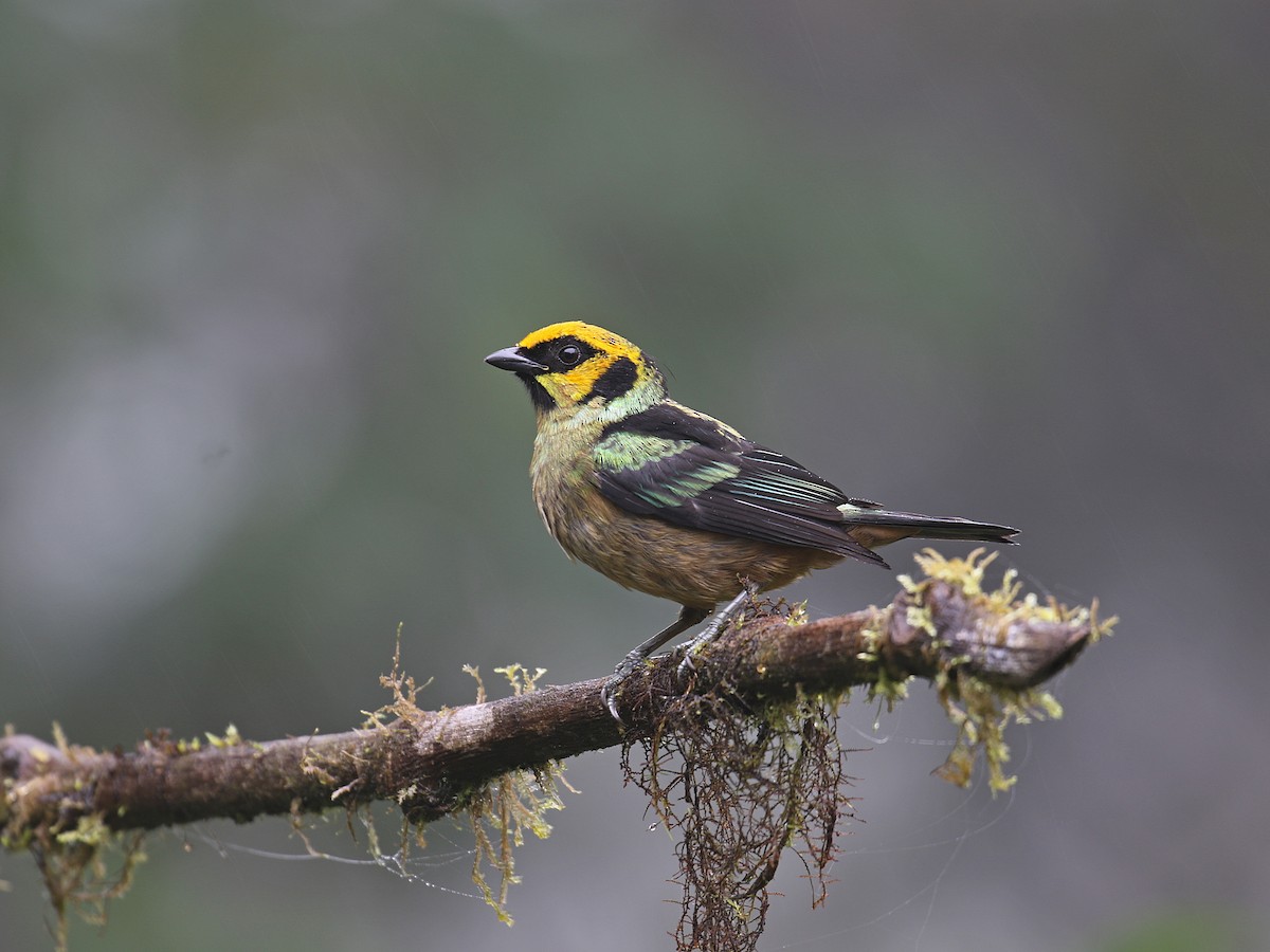 Flame-faced Tanager - Stephen Mirick