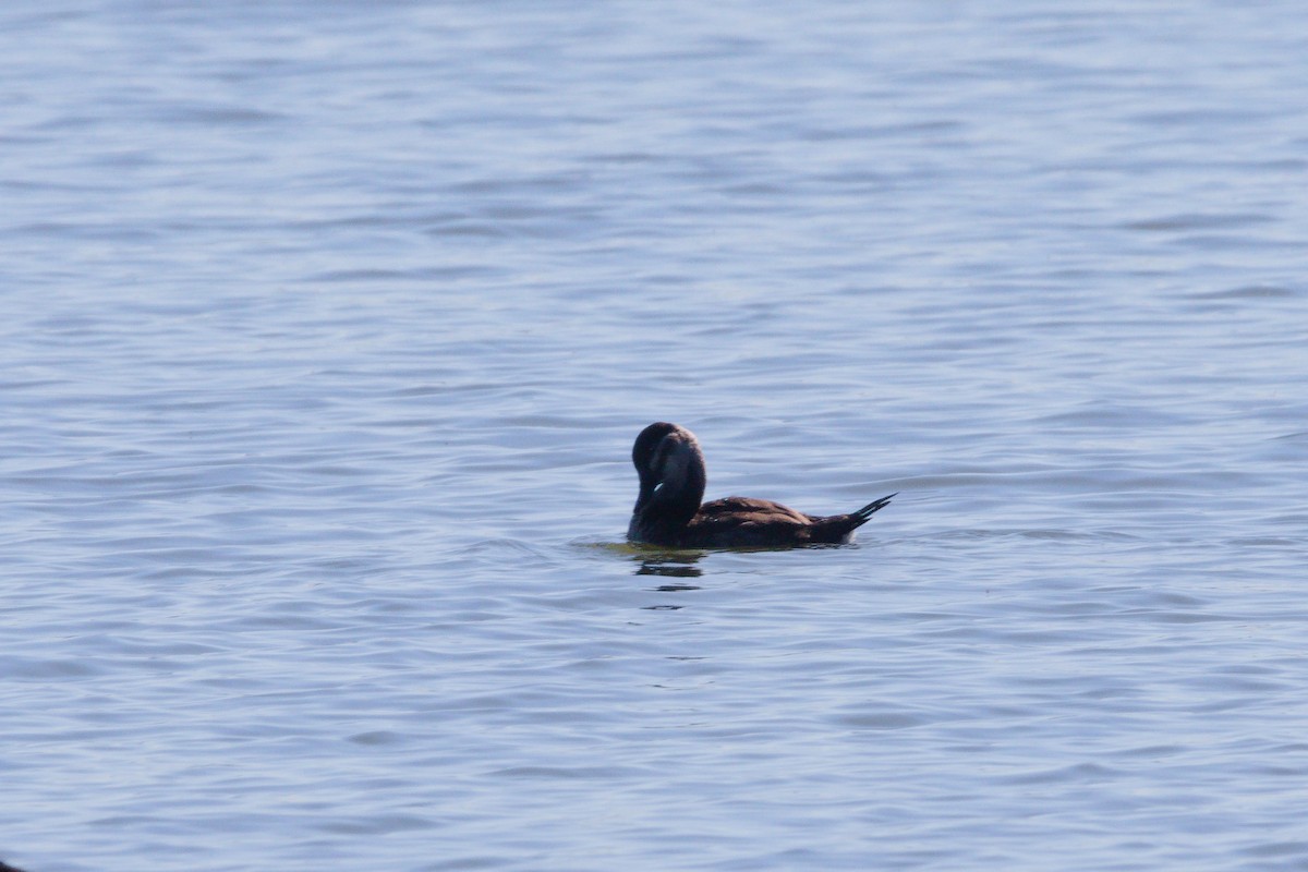 Ruddy Duck - Zsolt Semperger