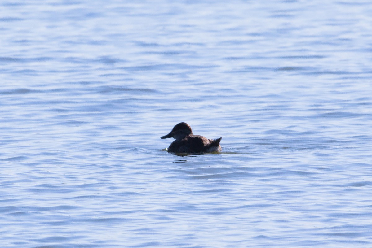 Ruddy Duck - ML615883940