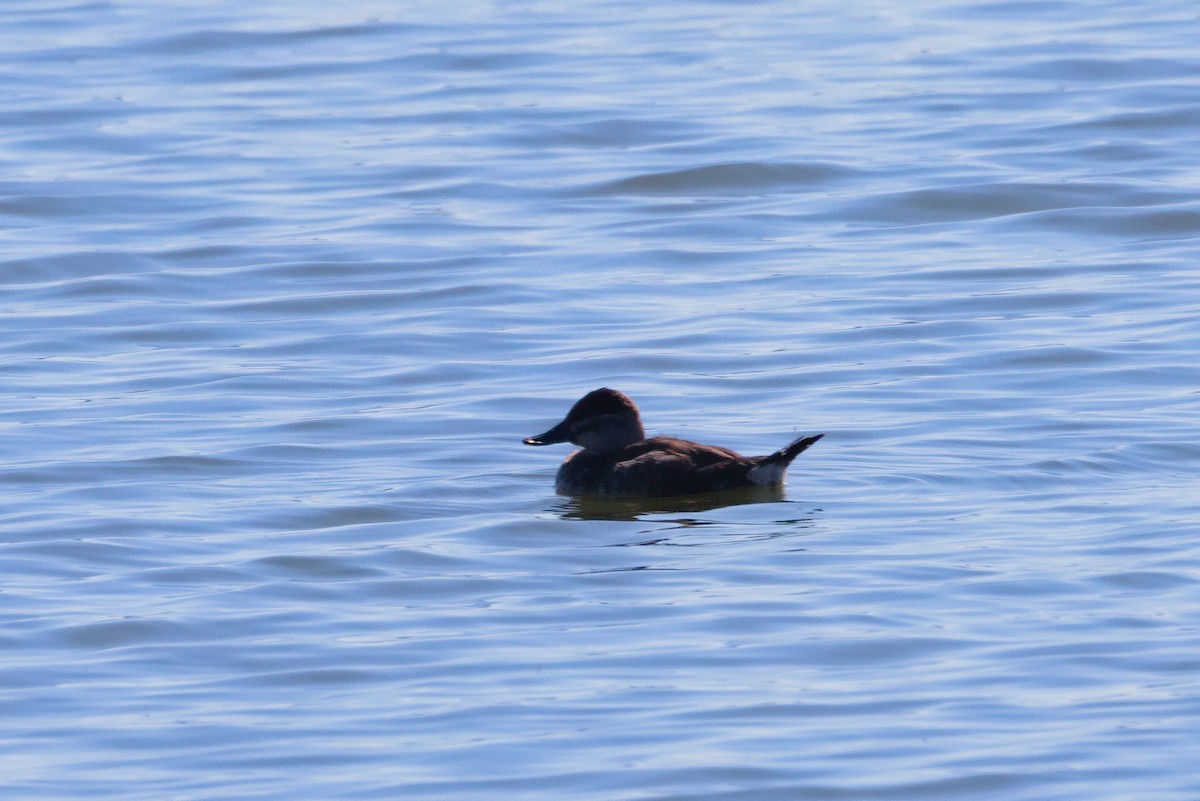 Ruddy Duck - ML615883941