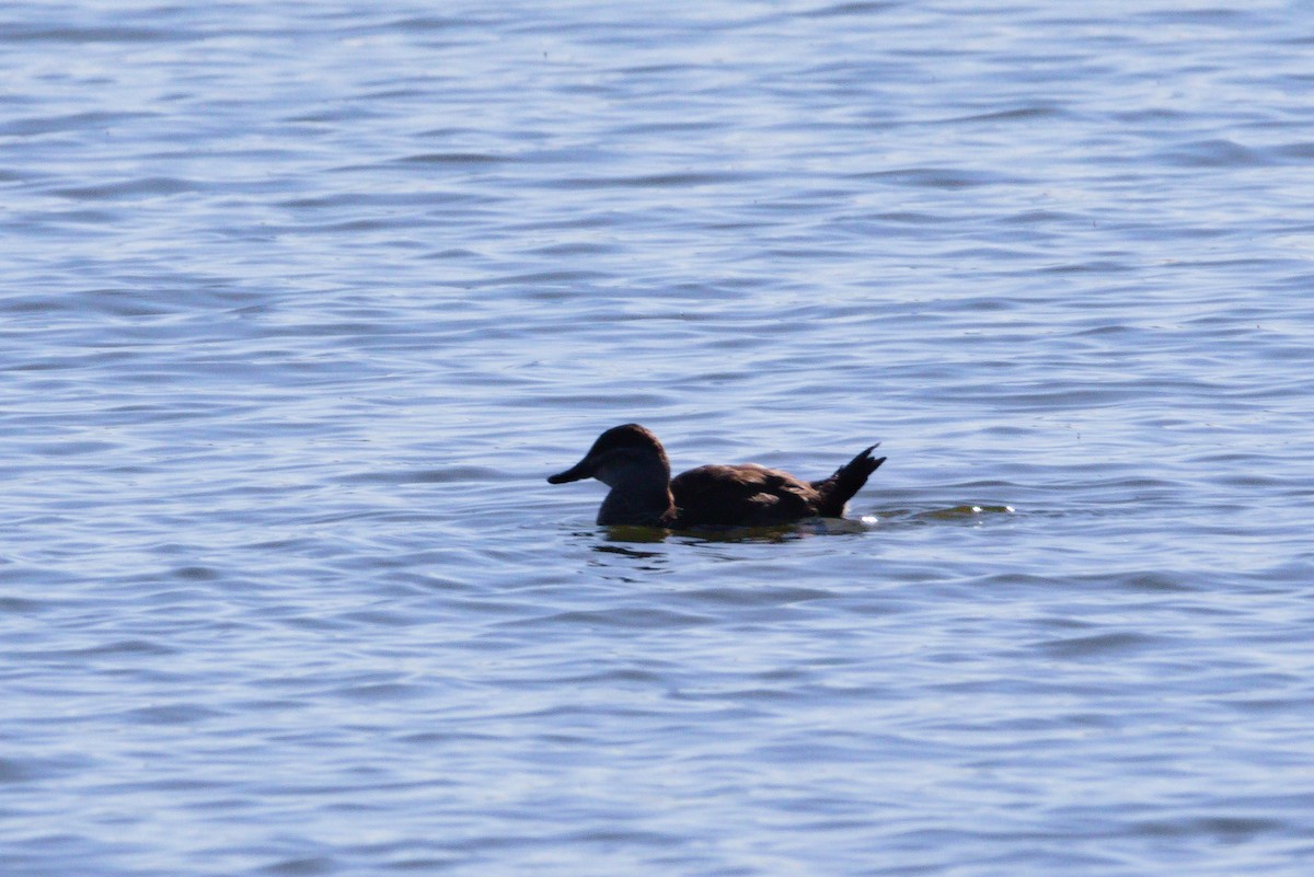 Ruddy Duck - Zsolt Semperger