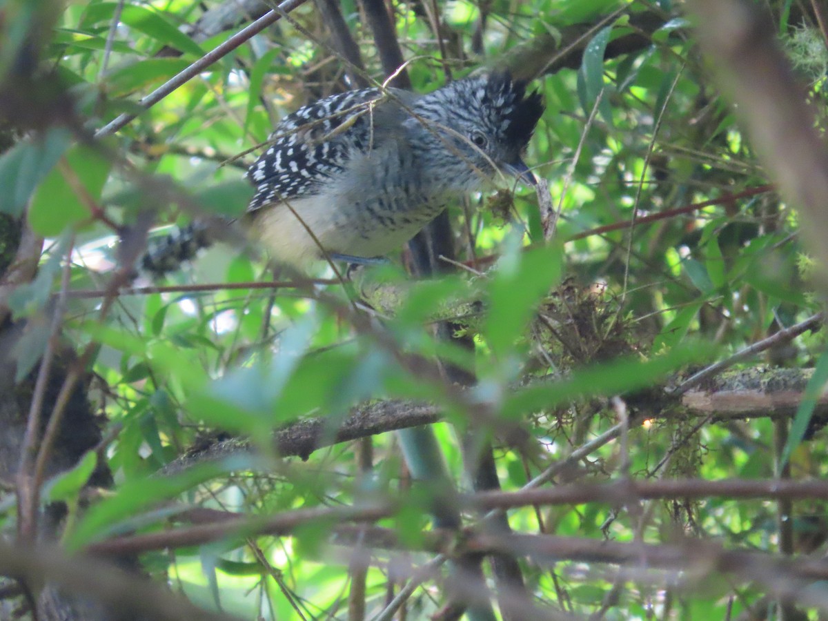 Chapman's Antshrike - ML615884019