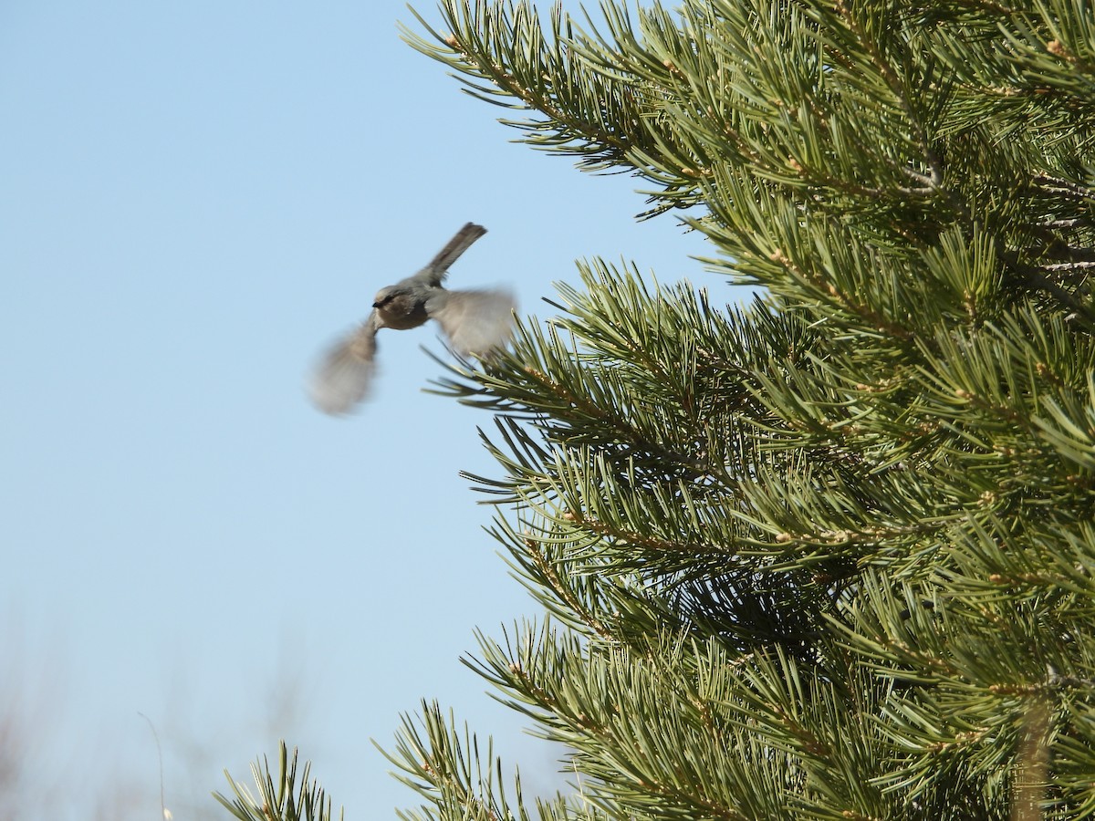 Bushtit - ML615884025