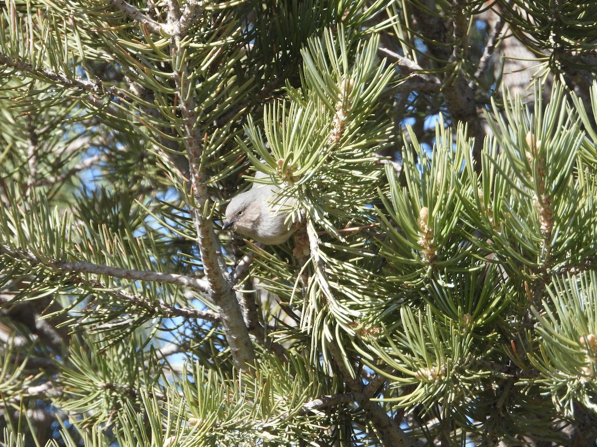 Bushtit - Jeff Percell