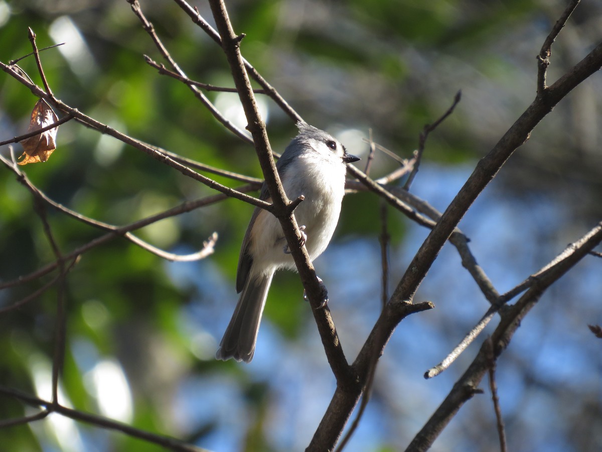 Tufted Titmouse - ML615884067