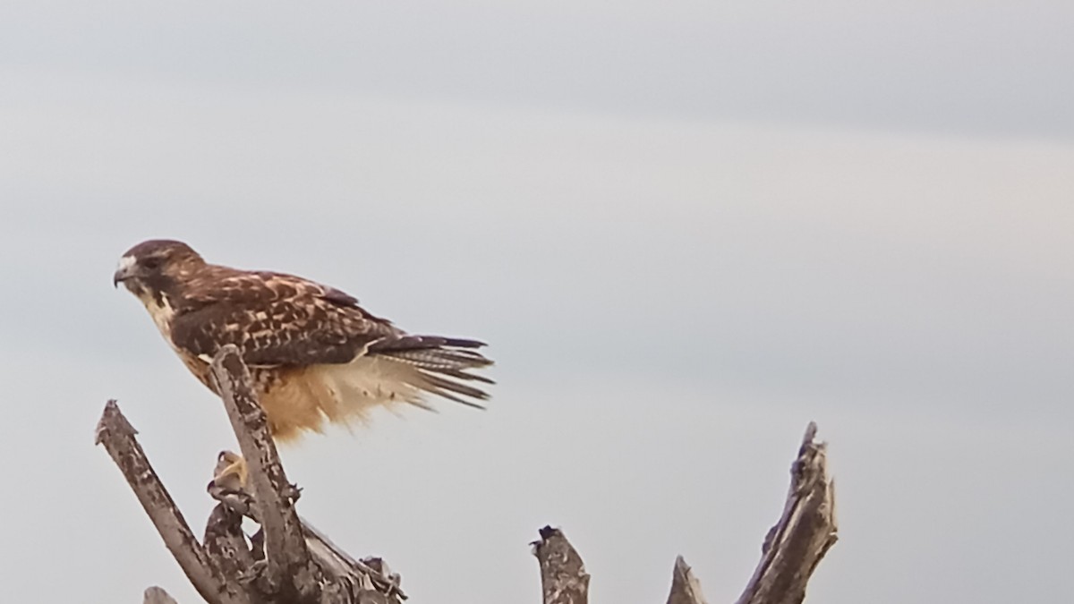 Variable Hawk - Gustavo Vargas