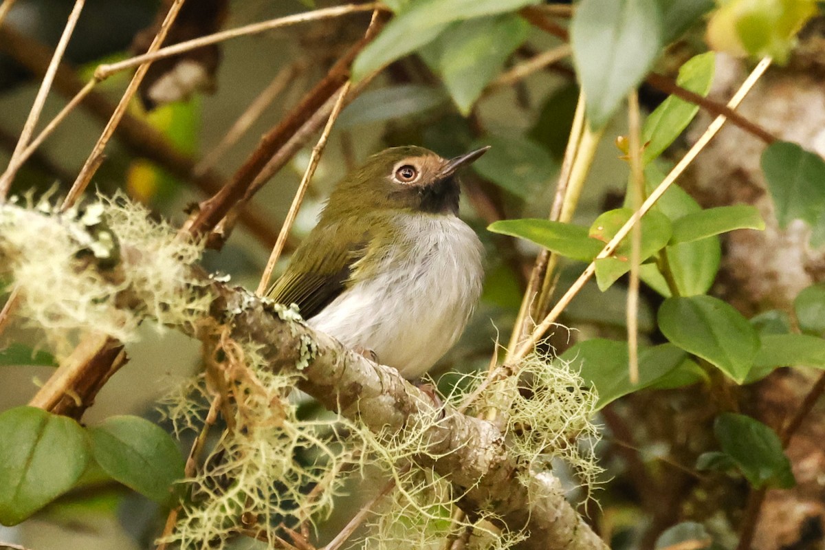 Black-throated Tody-Tyrant - John Mills