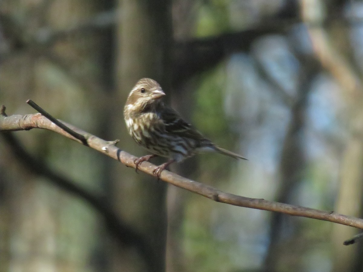 Purple Finch (Eastern) - ML615884118