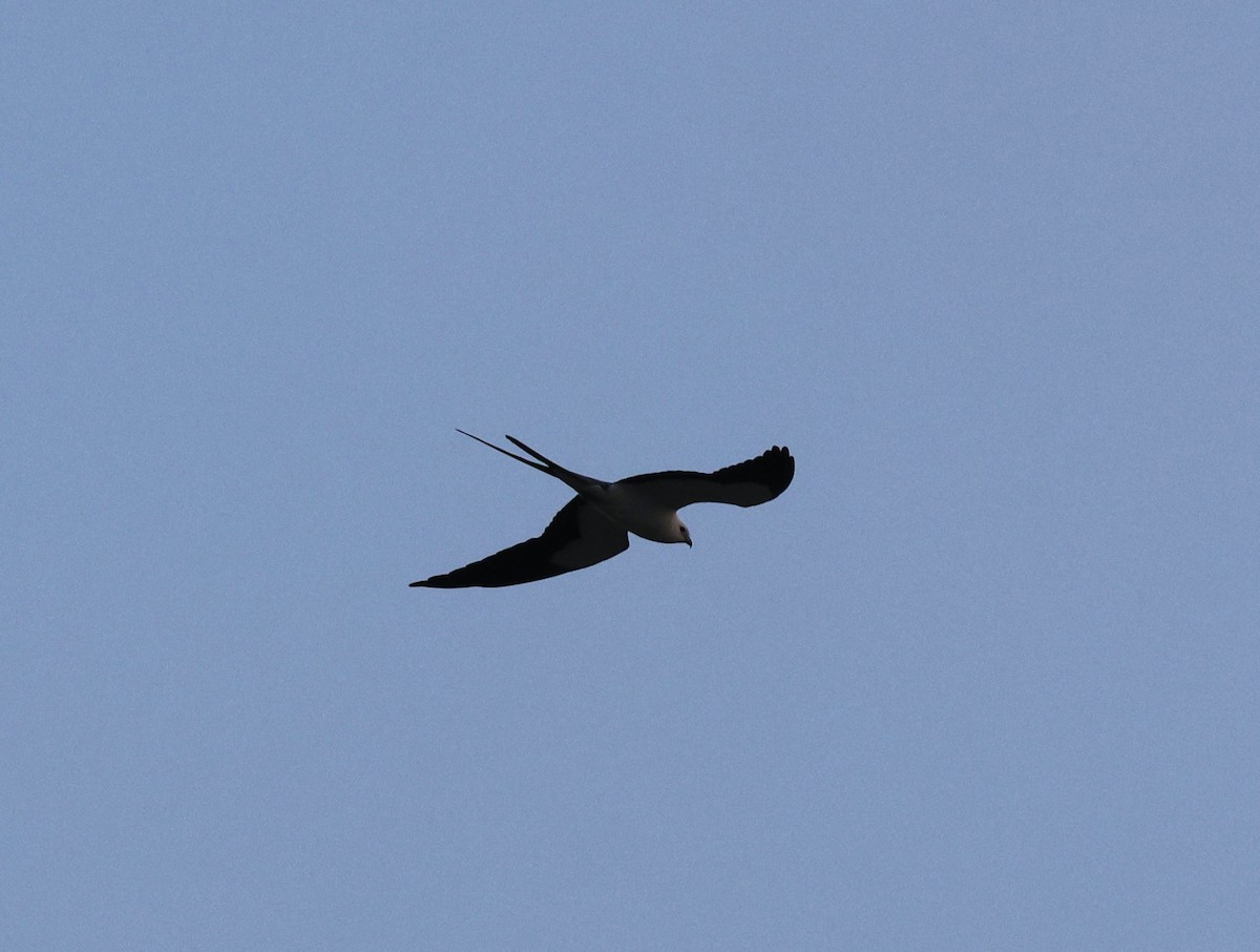 Swallow-tailed Kite - ML615884216