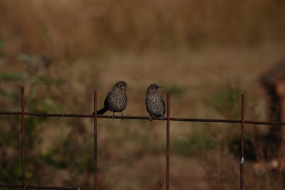 House Finch - ML615884225
