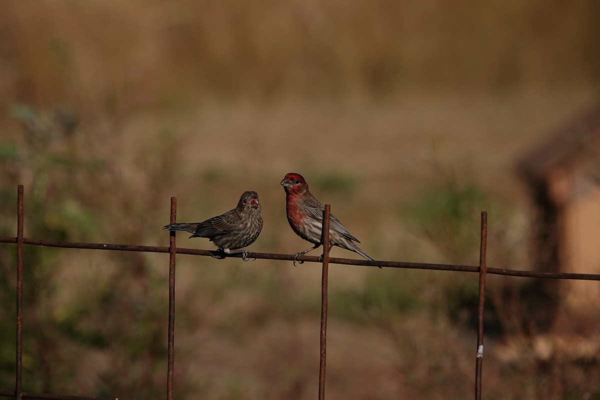 House Finch - ML615884227